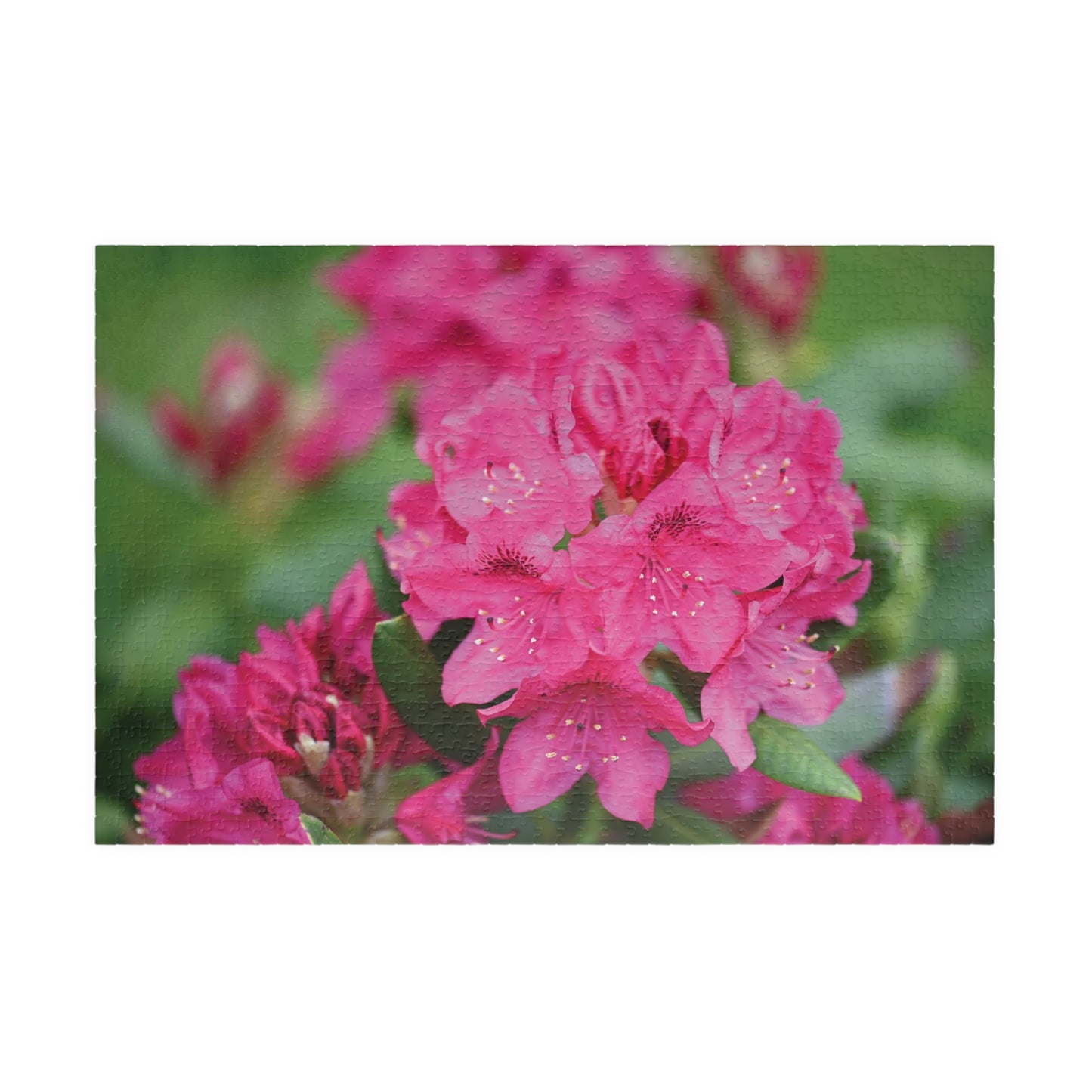 Azalea Blossoms Puzzle (1014-piece)