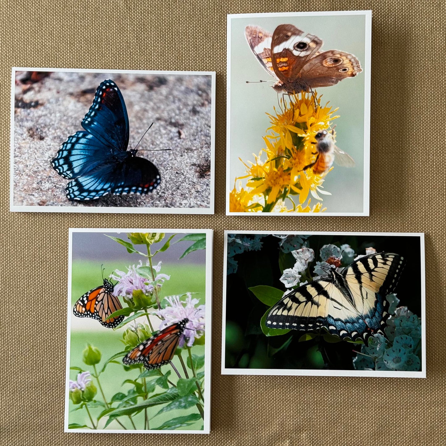 Butterfly Greeting Cards (Box of 12)