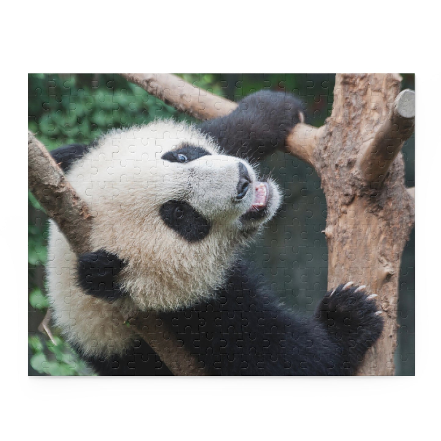 Baby Panda Puzzle (252-Piece)